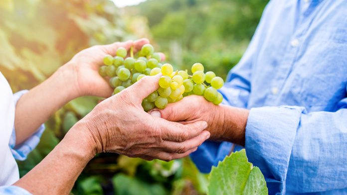 Alzheimer, dieta: il consumo di uva può prevenirlo