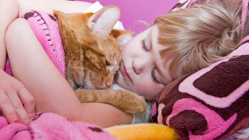 Perché ai gatti piace dormire nel letto addosso agli umani