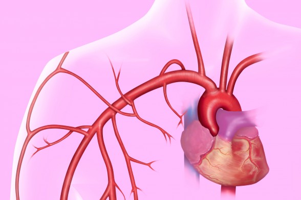 cuore e arterie circolazione