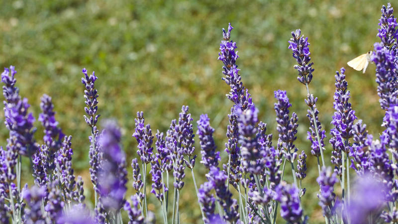 lavanda