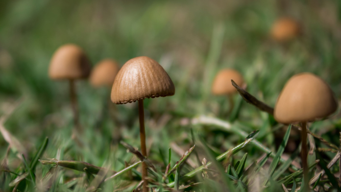 Funghi allucinogeni e depressione