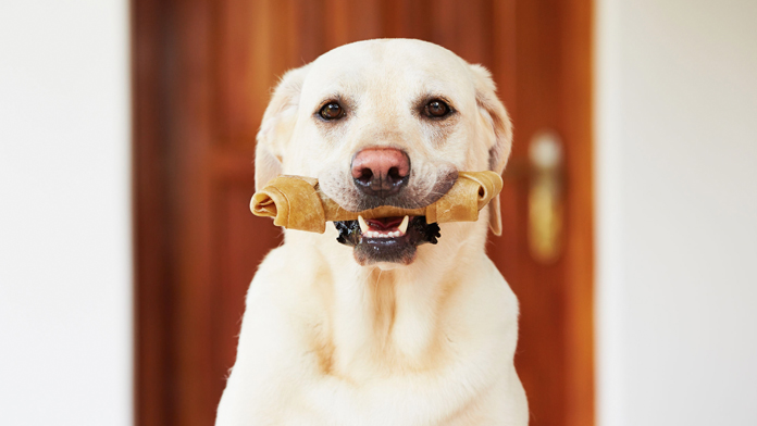 labrador e obesità