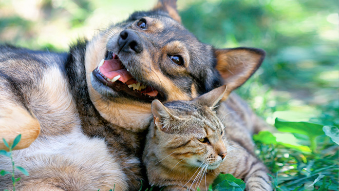 animali domestici caldo