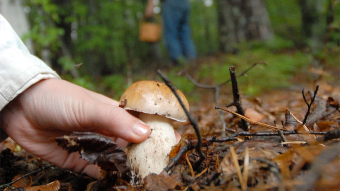 Voglia di funghi