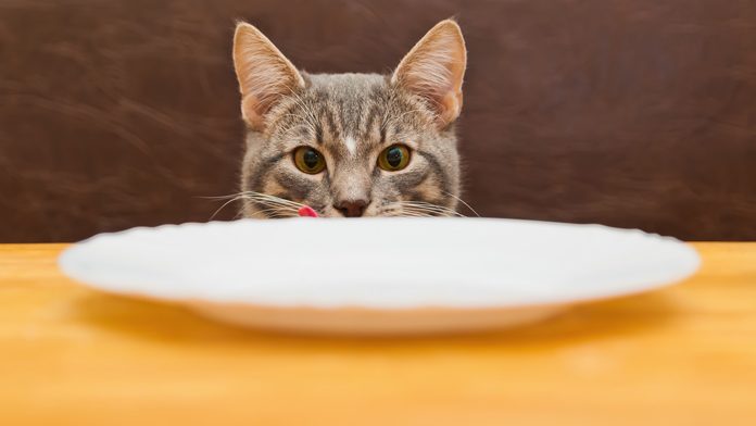 gatto memoria Il gatto ha memoria?
