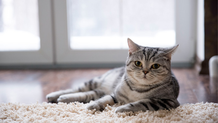 Gatti: il pericolo si nasconde nella polvere di casa