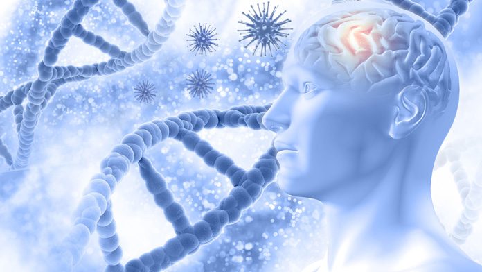 cervello Cervello: ecco il gene che lo invecchia di 12 anni