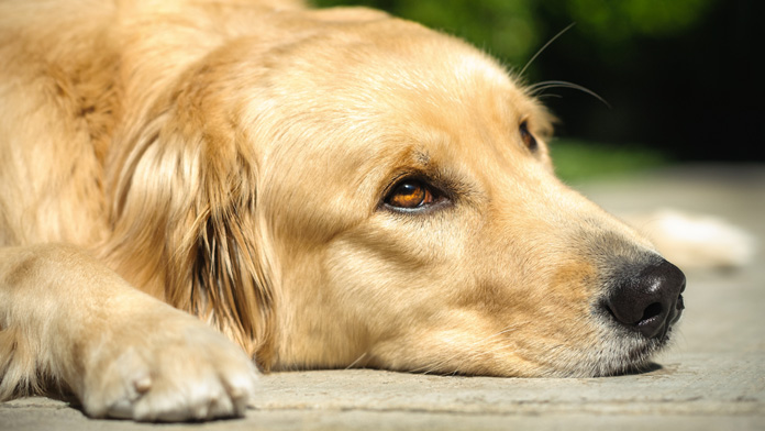 cane è aggressivo