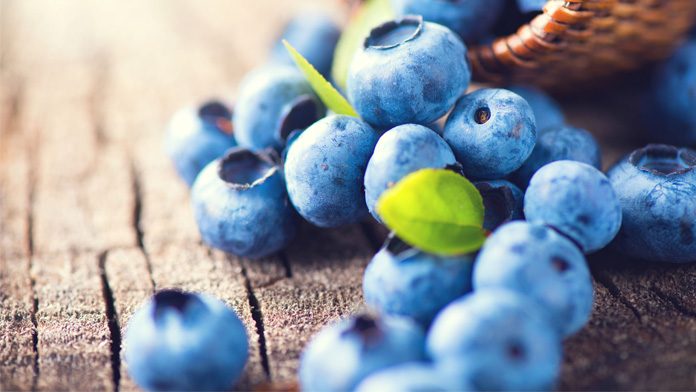 mirtilli Il succo concentrato di mirtilli ringiovanisce il cervello