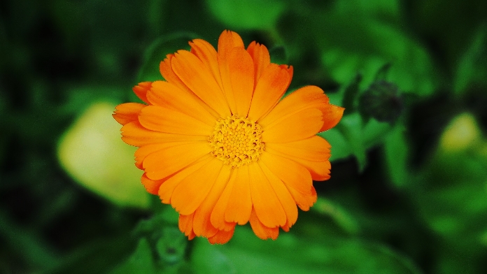 calendula scottature