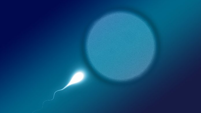 spermatozoi degli uomini spermatozoi degli uomini