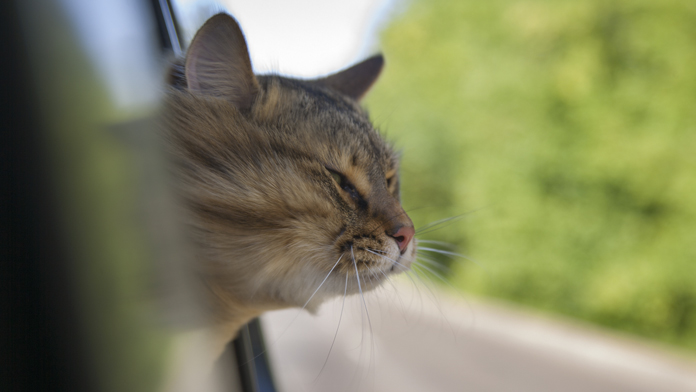 gatto in vacanza