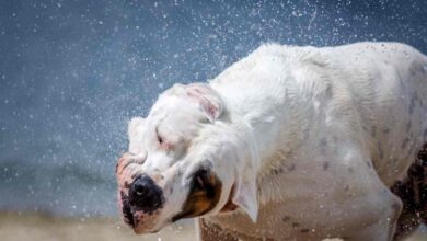 Cane che si asciuga dopo essersi fatto un bagno in mare