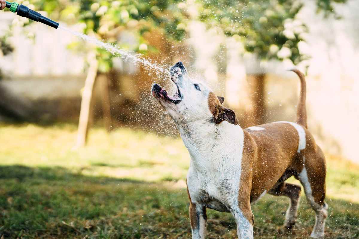 Cane che gioca con il getto d'acqua da un tubo flessibile in un giardino