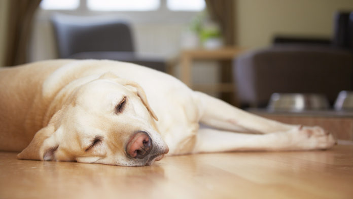 dormire cane dormire cane