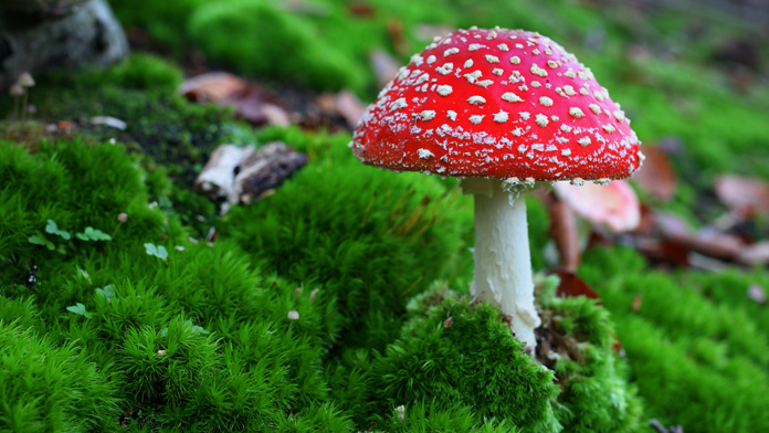 depressione grave funghi allucinogeni