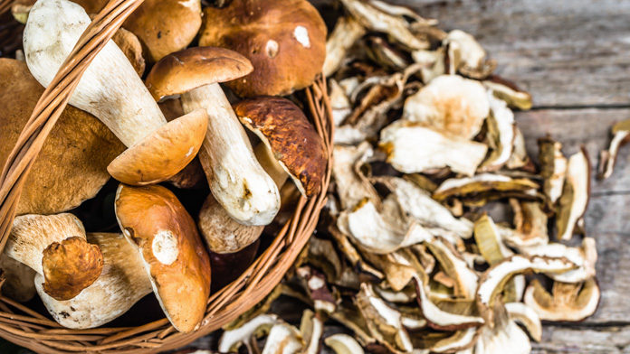 Funghi Funghi