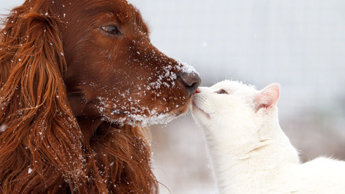 cani-gatti I cani hanno più neuroni dei gatti