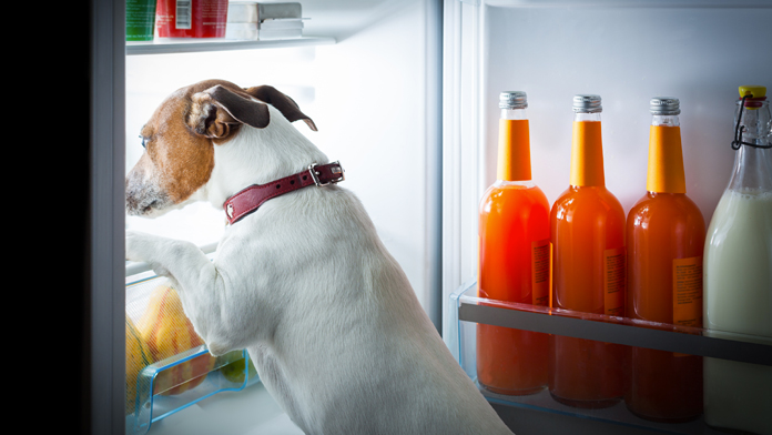 alimentazione del cane