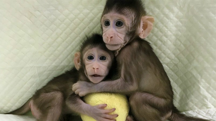Clonate due scimmie