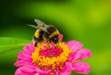 calabrone su un fiore fucsia