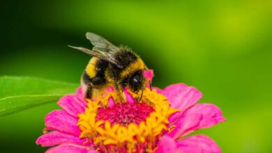calabrone su un fiore fucsia