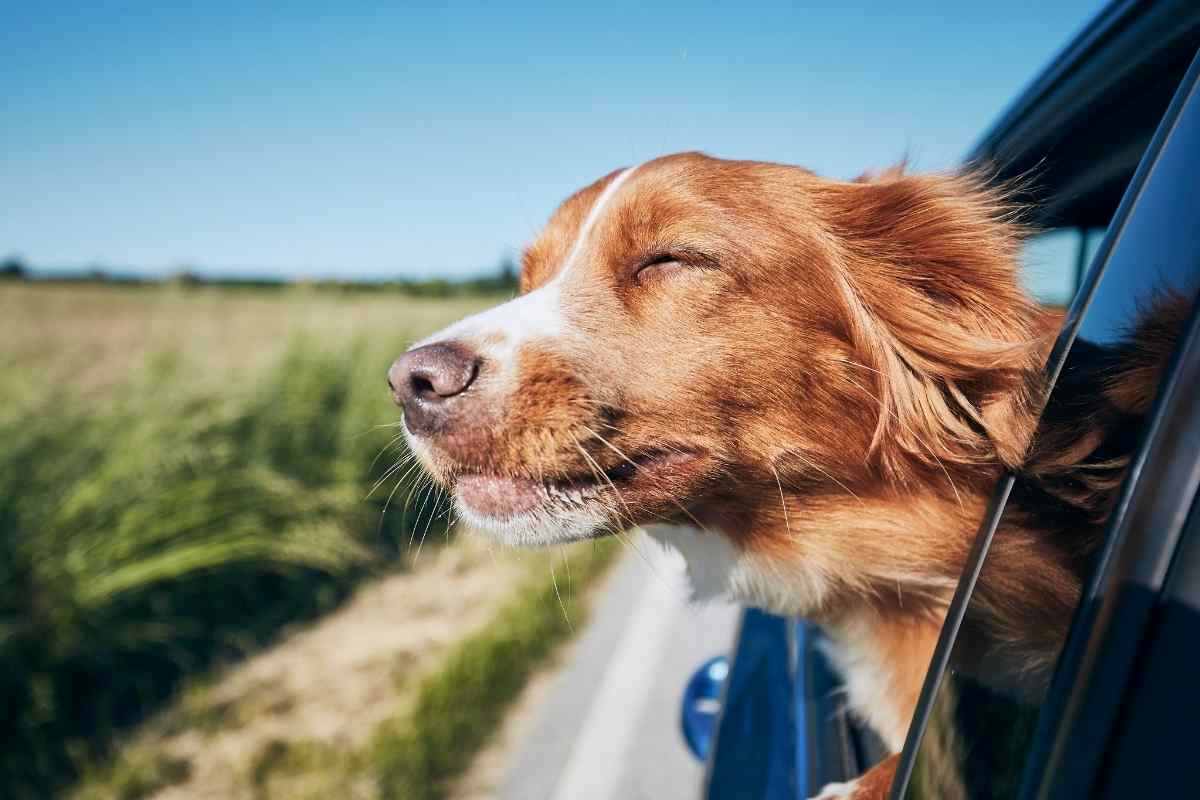 un cane che viaggia con il muso fuori dal finestrino