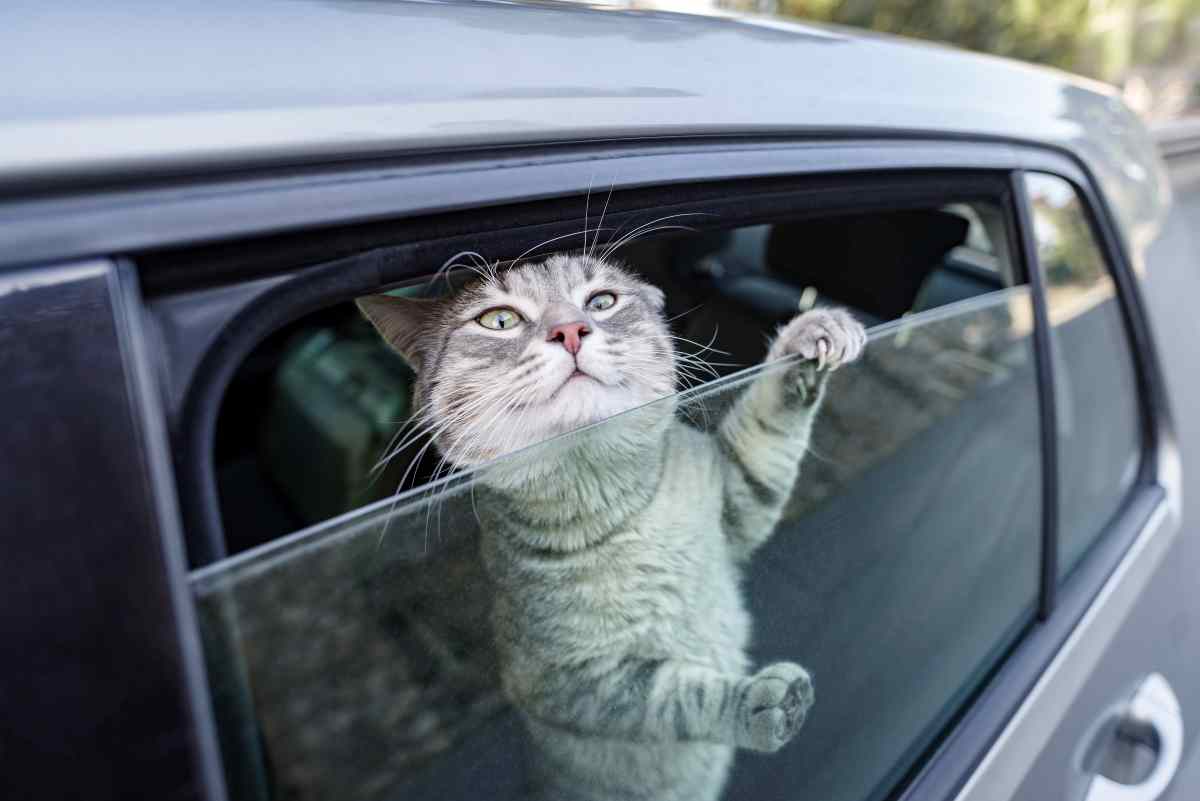 un gatto cerca di uscire dal finestrino di una macchina