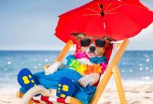 un cane con ghirlanda e occhiali da sole sulla sdraio e sotto l'ombrellone