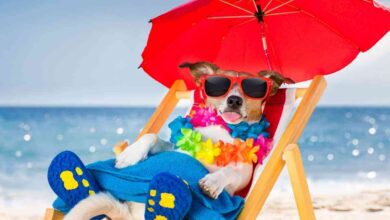 un cane con ghirlanda e occhiali da sole sulla sdraio e sotto l'ombrellone