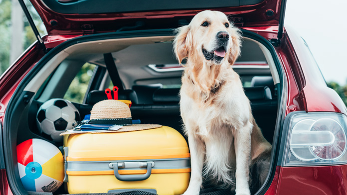 cane in vacanza