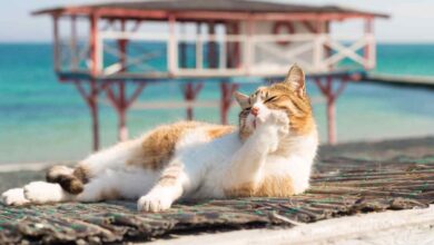 Un gatto su un muretto vicino a una spiaggia