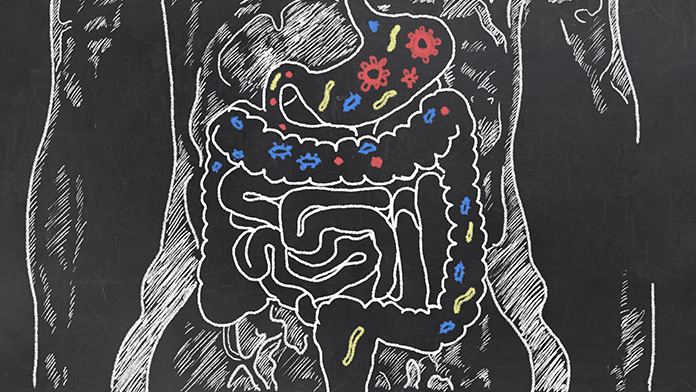 Immagine dell'intestino umano per spiegare le aree interessate dal morbo di crohn