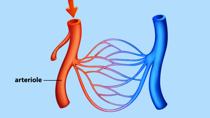 arteriole