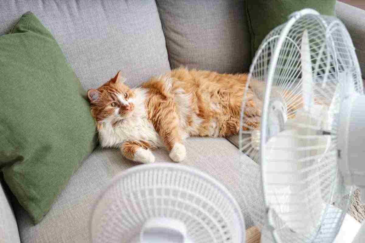 un gatto sul divano con due ventilatori