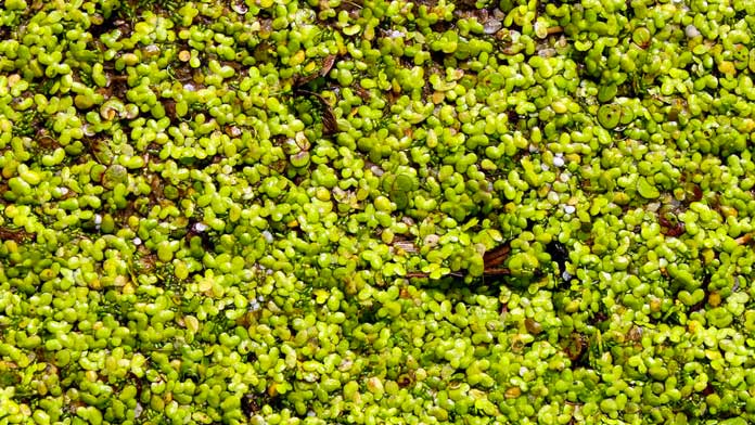 Lenticchia d'acqua