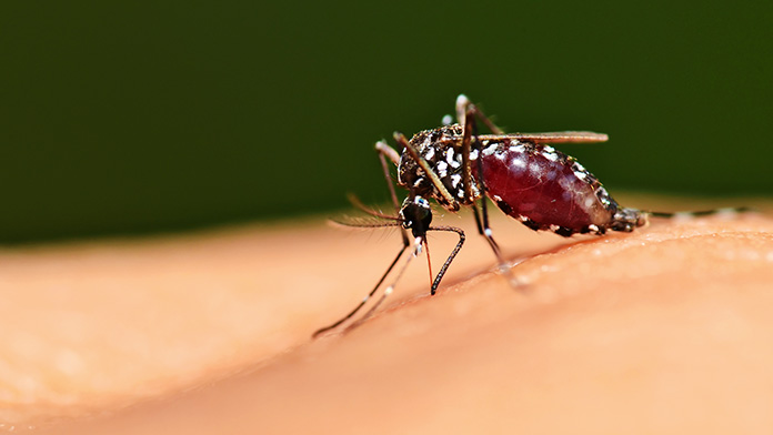 Vaccino contro la malaria