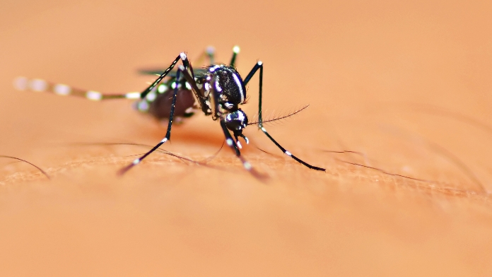 Malaria: how is it caught and how is it cured?