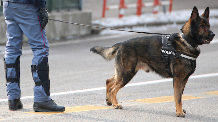 Cani fiutano il coronavirus