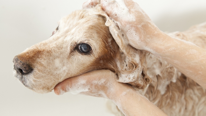 coronavirus cani e gatti