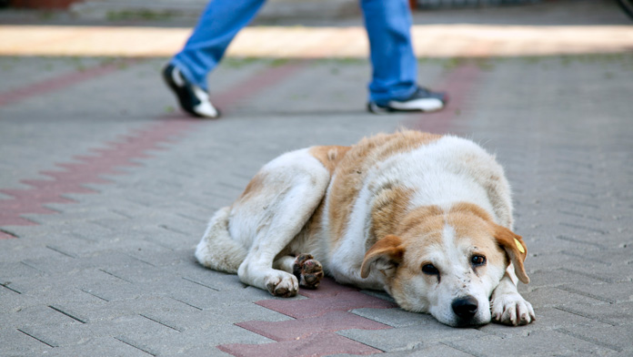 abbandonare gli animali