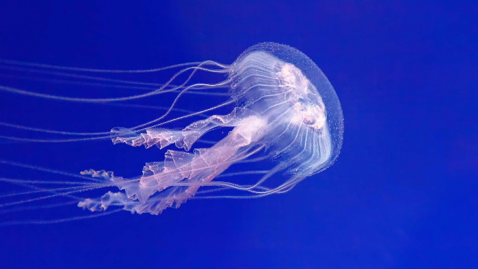 puntura medusa