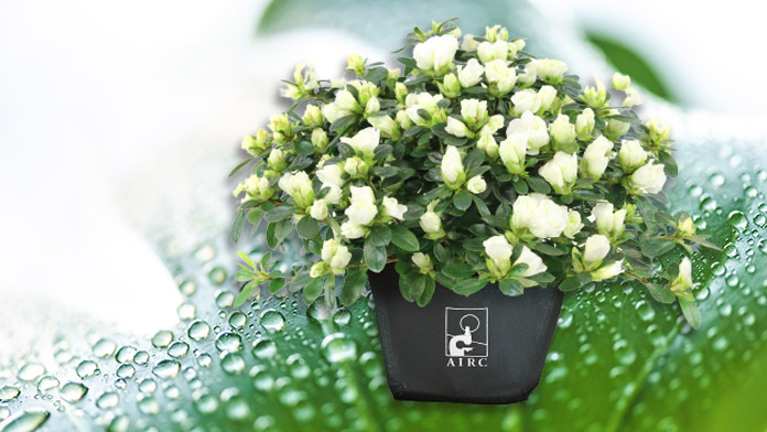 Azalea Airc