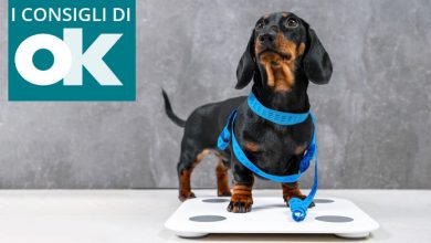 cane in sovrappeso
