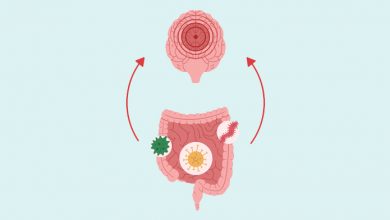 Legame tra intestino e cervello