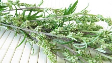 Vaccino contro l’allergia all'artemisia