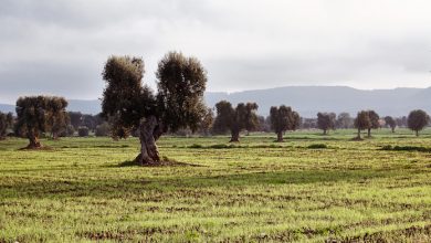 scovare le piante infette da Xylella