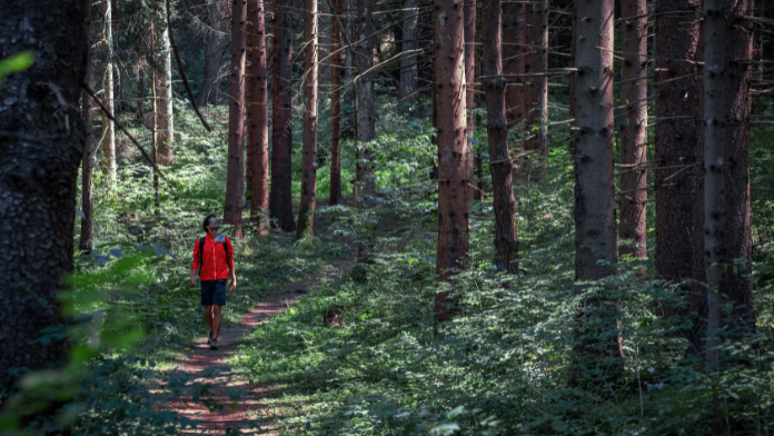 forest bathing benefici