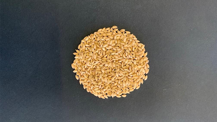 riso varietà selenio