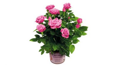 rosa benefica venduta per sostenere airalzh nella ricerca alzheimer